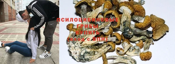 прущие грибы Белоозёрский